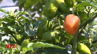 Producción de chile habanero en medios controlados [upl. by Rora]