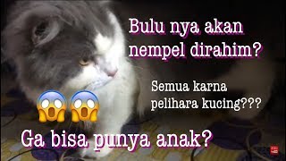 PELIHARA KUCING BIKIN MANDUL GA BISA PUNYA ANAK kucingpersia kucinganggora toxoplasmosis [upl. by Noremak]