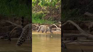 Onça 🐆 pintada caçando Jacaré 🐊 no Pantanal Mato Grosso jaguar onça [upl. by Silletram]