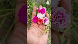 Portulaca plant plantslover shortvideos youtubeshorts [upl. by Codi]