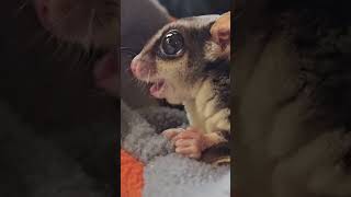 Cannonball run funanimal cute sugarglider Cannonballsugarglider [upl. by Binetta]