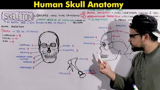 Human Skeleton Skull Axial Skeleton Anatomy and Physiology animation included [upl. by Egdamlat]