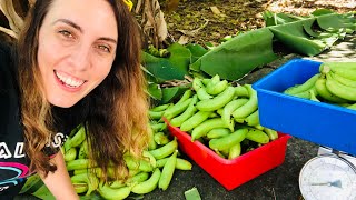 How to Harvest Bananas  Growing Bananas is Easy [upl. by Benedetta]