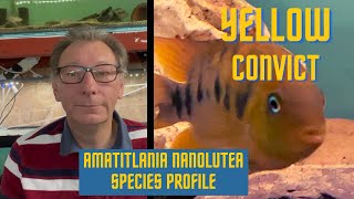 Amatitlania nanoluteus Species Profile [upl. by Jemmie]