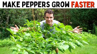 Make Peppers Grow Faster Improve Growth amp Ripening Rates  Pepper Geek [upl. by Ibot]