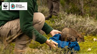 Emotional Homecoming For Bettongs  WWFAustralia [upl. by Wilma]