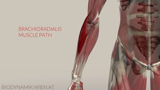 Brachioradialis Musclepath Origin Insertion 3D Animation [upl. by Nesmat299]