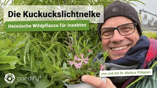 Die Kuckuckslichtnelke eine heimische Wildpflanze für Insekten  ideal für feuchte Standorte [upl. by Navis702]