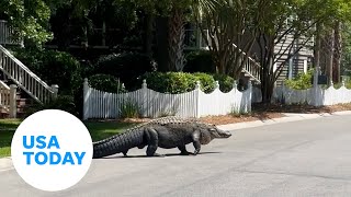 Massive alligator lazily crosses the street in South Carolina  USA TODAY [upl. by Gradeigh]