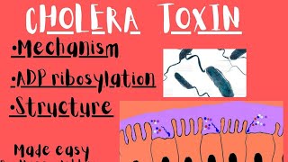 Cholera Toxin mechanism ADP Ribosylation CholeraToxin ADPRIBOSYLATION DrNaeemAkhtar [upl. by Assedo]