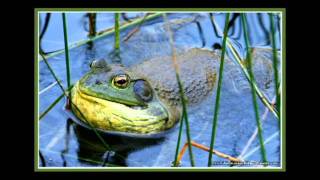 Bull Frog Mating Callavi [upl. by Kenji551]