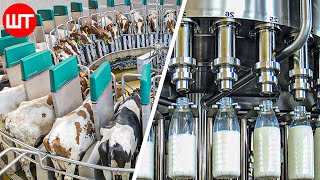 How Milk Is Made  Modern Dairy Farm Technology  Food Factory [upl. by Anillehs]