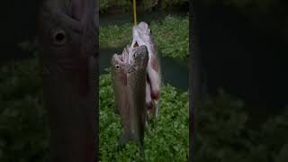 Successful day for trout fishing in NE Iowa All rainbow trouts [upl. by Culliton]