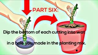 How to Grow Plumeria from Cuttings Plumeria Tips Frangipani [upl. by Gimble651]