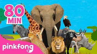 ¡Esta Es la Sabana 🦁🐘🦓🦒  Recopilación  Canciones de Animales  Pinkfong Canciones Infantiles [upl. by Iuqcaj156]