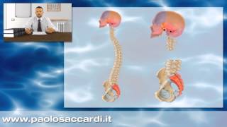 Osteopatia  Il sistema cranio sacrale 37 [upl. by Feinberg264]