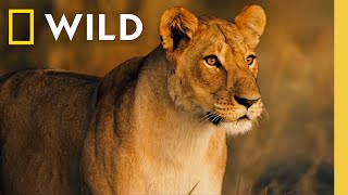 🔴 LIVE Wild Animals and the Fight for Survival  Savage Kingdom  S1 FULL EPISODES  Nat Geo [upl. by Therese]