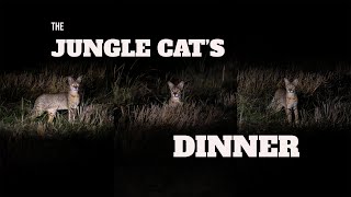 Dinner time of a Jungle Cat wildlife srilanka wildcats cats junglecat mammals [upl. by Namreg]