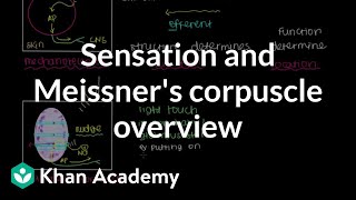 Overview of Sensation and Meissners Corpuscle  NCLEXRN  Khan Academy [upl. by Elahcim341]