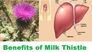 Health Benefits of Milk Thistle Silybum marianum जडिवुटिहरुको राजाLiver Tonic Medicinal herbs [upl. by Tamsky]