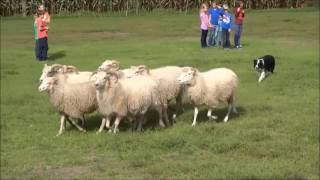 Hund treibt Schafe hin und her  Demonstration auf dem Hof Slütter in Bocholt [upl. by Nay]