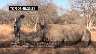 Rhino Poaching HD Stock Footage Samples WARNING GRAPHIC CONTENT [upl. by Cressler]