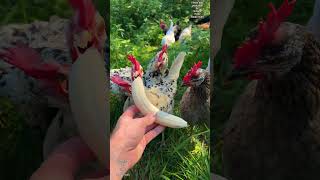 When its BANANADAY and you dont like to share chickens raisingchickens backyardchickens farm [upl. by Leunad]