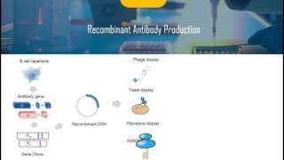 Introduction of Recombinant Antibody [upl. by Negem875]