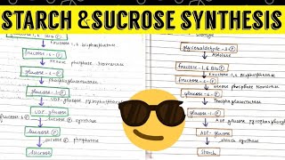 Starch and Sucrose Synthesis plantphysiology [upl. by Langan389]