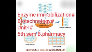 Enzyme Immobilization Biotechnology6th Sem BPharmacyTelugu [upl. by Goodson613]