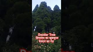 Deodara Tree  हिमालय का देवदार ट्री viralshorts ytshorts viralvideo love darjeelingghoom [upl. by Laurianne]