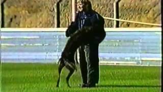 Dutch Shepherd proud of Holland Police dogs KNPV [upl. by Ivonne]