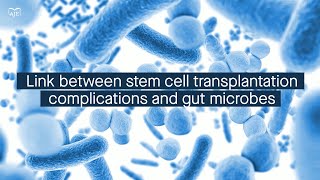 Stem cell transplantation complications are linked to changes in the gut microbiome [upl. by Idaline204]