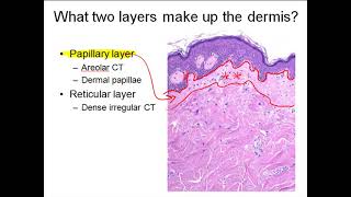 Dermis [upl. by Tuesday]