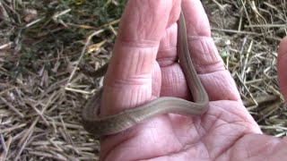 Dekays Brownsnake Storeria dekayi  A Great Snake For Gardeners [upl. by Sivlek]