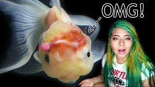 MY GOLDFISHS BRAIN EXPLODED TREATING WEN INJURY AND DROPSY IN GOLDFISH [upl. by Obeded197]