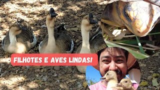 Vlog 233  Filhotes Gansos Africanos Ovos  Okiama No Sítio [upl. by Enhpad151]