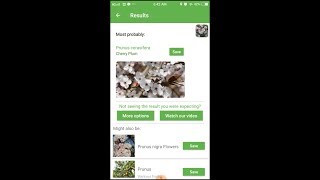 PlantSnap identifies a Cherry Plum Prunus cerasifera [upl. by Aronow]