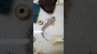 Alien 👽 fish 🐠 fishtank mudskipper aquariumfish fish fishvideo animals shorts [upl. by Atalayah]