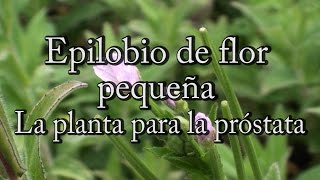 Epilobio de flor pequeña la planta para la próstata con Josep Pàmies [upl. by Alletsyrc]