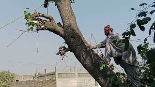 Chainsawing a lofty treequot5 quotTaking down a skyscraper tree with a chainsaw stihl woodworking [upl. by Walli628]