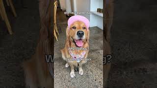 We’re back bentleythegoldenretriever goldenretrieversclub bentlethegoldendigger [upl. by Eachern]