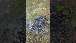 Devils Tramping Ground Part 3 Final devilstrampingground mysterious chathamcounty wotu [upl. by Allekram]