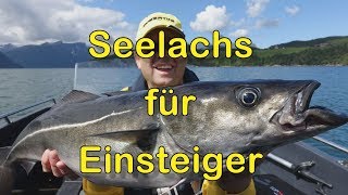 Seelachs Köhler für Einsteiger [upl. by Maryellen337]