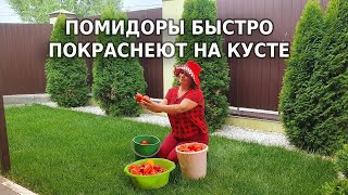 Как ускорить созревание томатов [upl. by Lerrad669]