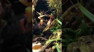 Papageienplaty aquarium aquaristik aquascape [upl. by Enelrae]