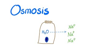 Osmosis Osmotic pressure and Osmolality [upl. by Anivad]