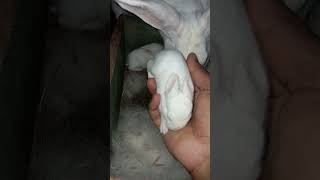 Anak kelinci umur 10 hari rabbit cute animals bunny [upl. by Wilmer]