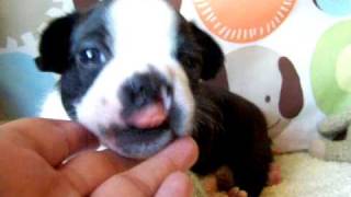 Judys Bayou Bostons wwwbayoubostonscom A cleft palate puppy is worth saving [upl. by Byrn]