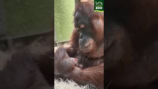 Critically endangered baby Bornean orangutan born at Blackpool Zoo [upl. by Harp718]